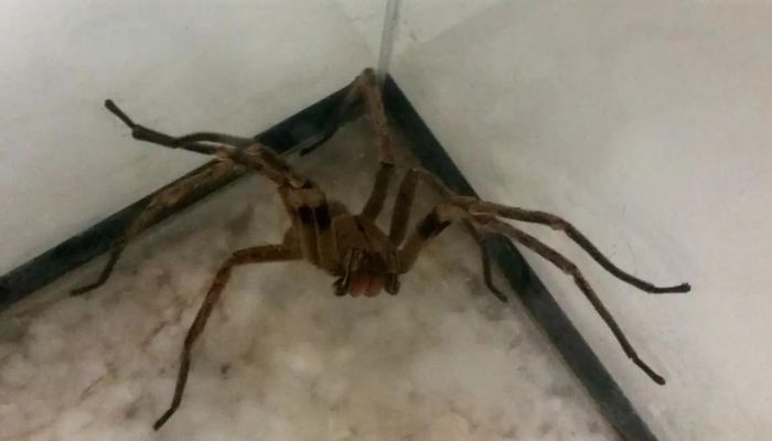  Picadas de aranhas são segunda causa de envenenamento no país 